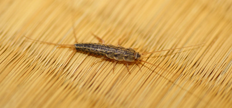 casual-intruders-main