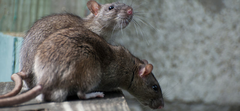 rats-main
